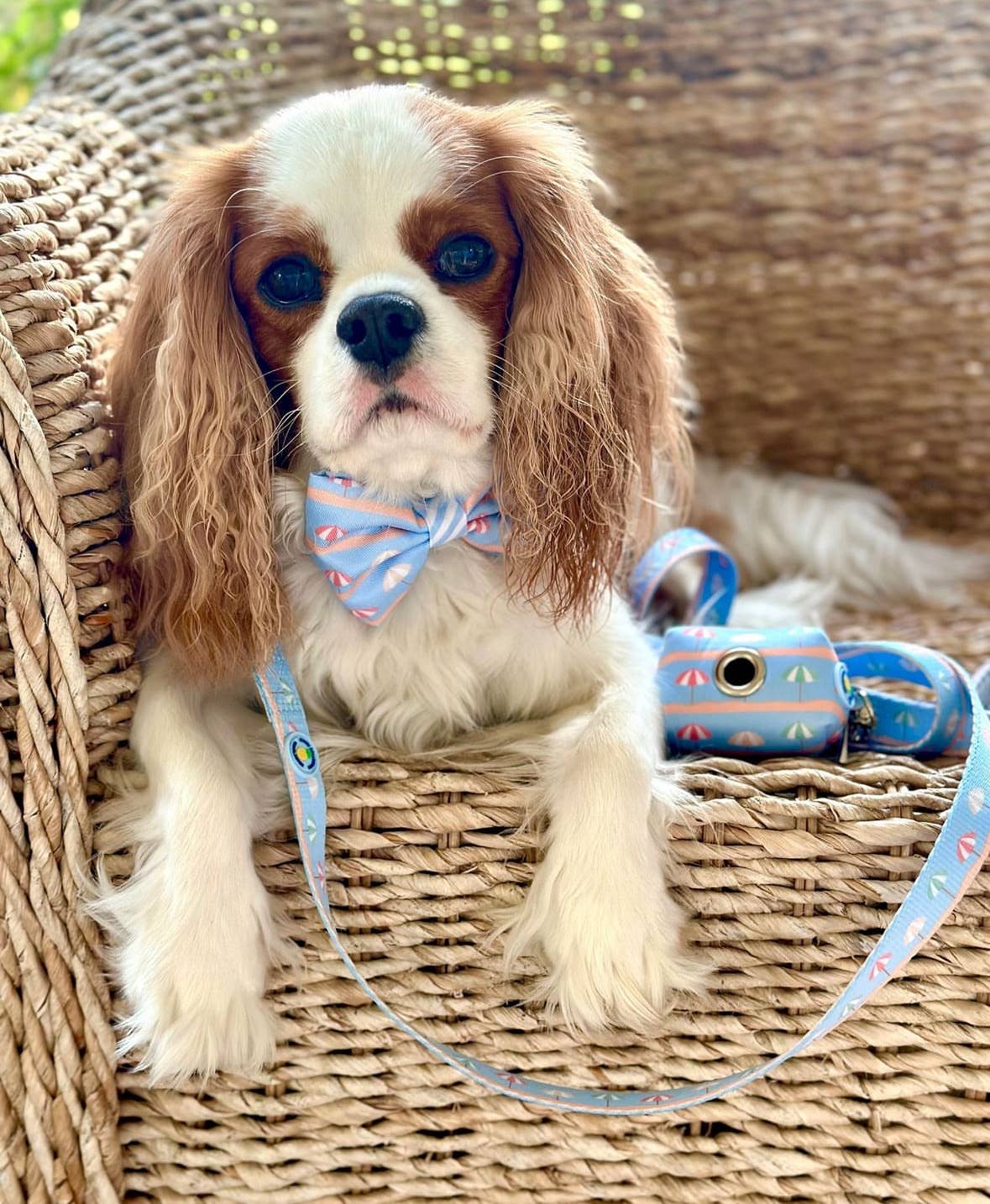 Sunshade Dog Collar