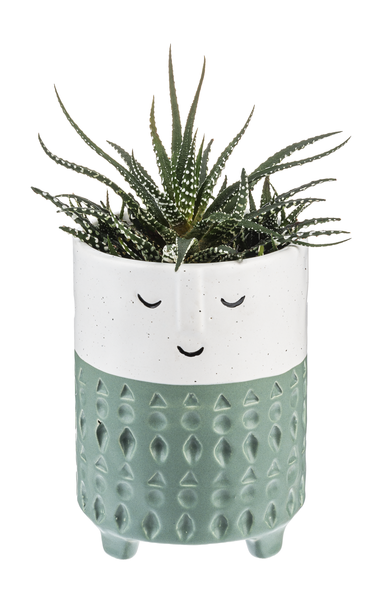 Face Planter w/Green Stripe Cream